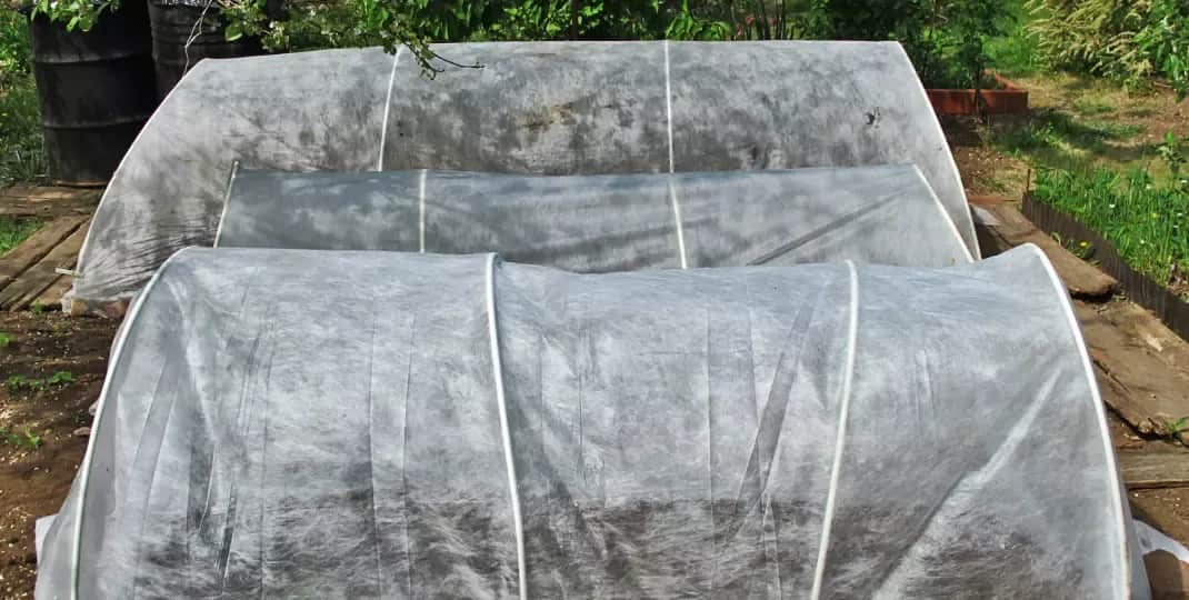 Kiedy odkryć magnolie, aby uniknąć uszkodzeń po zimie?